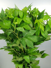 이미지를 갤러리 뷰어에 로드 , Rubus 70-80cm 110yen/pcs 100pcs
