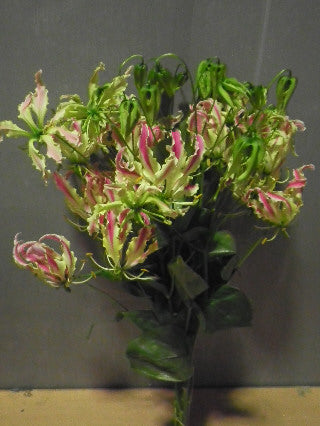 Gloriosa  'Pink Lady'  80cm 400yen/pcs  40pcs