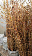 이미지를 갤러리 뷰어에 로드 , CNY/LNY2025 Forsythia 100-120cm   200yen/pcs  150pcs　　Farm Terasawa
