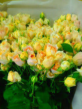 Load image into Gallery viewer, Rosa Spray &#39; Cheergril&#39;  50-60cm 220yen/pcs 80pcs
