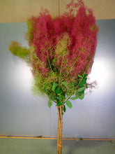 이미지를 갤러리 뷰어에 로드 , Cotinus Coggygria Pink 115cm 1125yen/pcs 10pcs
