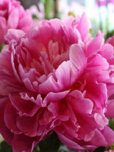 Load image into Gallery viewer, Paeonia lactiflora  Hot Pink 70cm 250yen/pcs 100pcs
