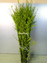 이미지를 갤러리 뷰어에 로드 , Litsea cubeba  110cm 50pcs 250yen/pcs(FOB)
