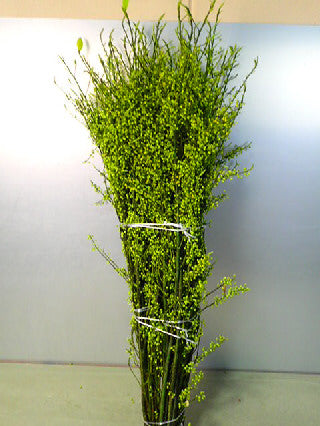 Litsea cubeba  110cm 50pcs 250yen/pcs(FOB)