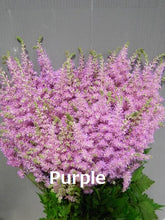 이미지를 갤러리 뷰어에 로드 , Astilbe Dyed color  50cm 150yen/pcs (FOB)  100pcs
