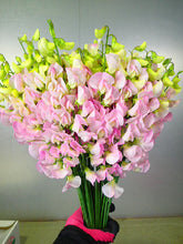 이미지를 갤러리 뷰어에 로드 , Lathyrus latifolius  40cm 70yen/pcs 400pcs
