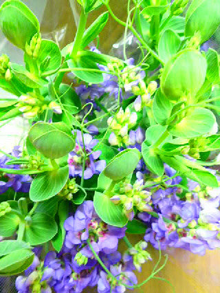 Lathyrus latifolius 'Blue Fragrance' 60cm 290yen/pcs (FOB)  40pcs