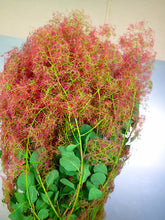 이미지를 갤러리 뷰어에 로드 , Cotinus Coggygria Pink 115cm 1125yen/pcs 10pcs
