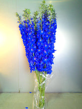 이미지를 갤러리 뷰어에 로드 , Delphinium grandiflorum Blue  100cm 375yen/pcs 30pcs
