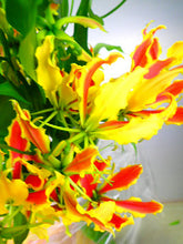 將圖片載入圖庫檢視器 Gloriosa &#39;Sasayo&#39; 80cm  350yen/pcs 40pcs
