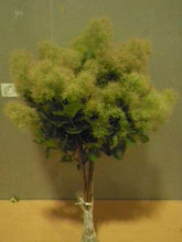 이미지를 갤러리 뷰어에 로드 , Cotinus Coggygria White 100cm 1000yen/pcs 20pcs
