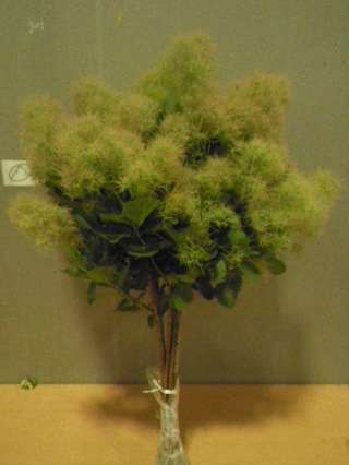 Cotinus Coggygria White 100cm 1000yen/pcs 20pcs