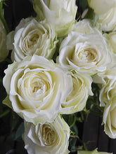 Load image into Gallery viewer, Rosa Spray &#39; Cheergril&#39;  50-60cm 220yen/pcs 80pcs
