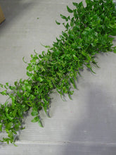 將圖片載入圖庫檢視器 Asparagus asparagoides 150cm 625yen/pcs(FOB) 20pcs
