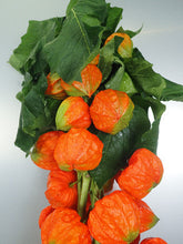 이미지를 갤러리 뷰어에 로드 , Physalis Alkekengi L. 80cm 7-8F   300yen/pcs(FOB)  50pcs
