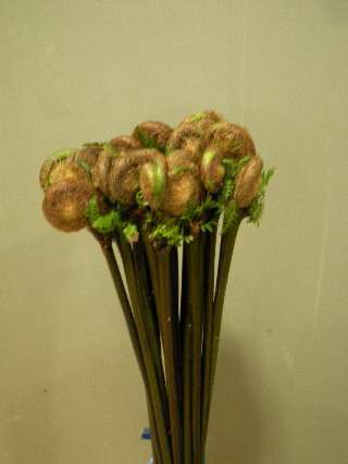 Osmunda　japonica 60-70cm 45yen/pcs 1000pcs