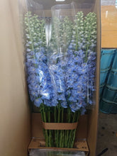 이미지를 갤러리 뷰어에 로드 , Delphinium grandiflorum Blue  100cm 375yen/pcs 30pcs
