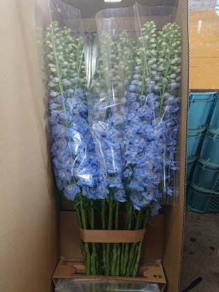 Delphinium grandiflorum Blue  100cm 375yen/pcs 30pcs