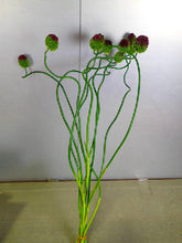 이미지를 갤러리 뷰어에 로드 , Allium Dancing Tancho   60-70cm 165yen/pcs 100pcs
