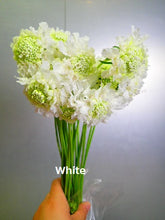 이미지를 갤러리 뷰어에 로드 , Scabiosa 50-55cm 75yen/pcs(FOB)  200pcs
