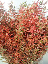 将图片加载到图库查看器，Spiraea thunbergii Dyed Autumn color 100cm 115yen/pcs 100pcs
