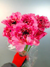 Load image into Gallery viewer, Ranunculus   Charlotte  (Super)  60cm 120pcs  250yen/pcs
