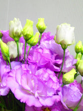 이미지를 갤러리 뷰어에 로드 , Eustoma 60cm 500yen/pcs 40pcs  FS
