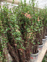 이미지를 갤러리 뷰어에 로드 , Chaenomeles speciosa &#39;Maiko&#39; 140cm 275yen/pcs 100pcs
