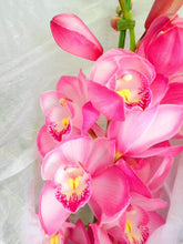 将图片加载到图库查看器，CNY/LNY2025 Pot Plant  Cymbidium  60cm-80cm  5F 6600yen/pcs
