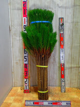 Load image into Gallery viewer, CNY/LNY2025 Pinus &#39;Wakamatus&#39; 100cm 280yen/pcs 100pcs
