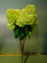 이미지를 갤러리 뷰어에 로드 , Hydrangea paniculata &#39;LimeLight’　Light autumn color 80cm 565yen/pcs 10pcs
