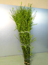 将图片加载到图库查看器，Litsea cubeba  110cm 50pcs 250yen/pcs(FOB)
