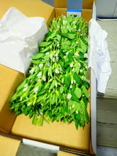 将图片加载到图库查看器，Gentiana scabra White 80cm 125yen/pcs 100pcs
