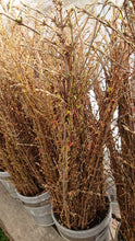 이미지를 갤러리 뷰어에 로드 , CNY/LNY2025 Forsythia 100-120cm   200yen/pcs  150pcs　　Farm Terasawa
