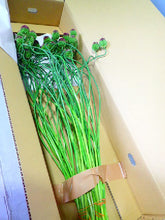 이미지를 갤러리 뷰어에 로드 , Allium Dancing Tancho   60-70cm 165yen/pcs 100pcs
