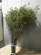 将图片加载到图库查看器，Rhododendron obtusum 120cm 250yen/pcs  50pcs
