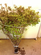 将图片加载到图库查看器，Rhododendron obtusum 120cm 250yen/pcs  50pcs
