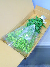 이미지를 갤러리 뷰어에 로드 , SileneVulgaris &#39;Greenbell&#39; 60cm 100yen/pcs 100pcs
