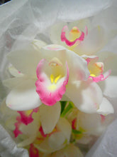 이미지를 갤러리 뷰어에 로드 , CNY/LNY2025 Pot Plant  Cymbidium  60cm-80cm  5F 6600yen/pcs
