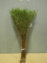 이미지를 갤러리 뷰어에 로드 , CNY/LNY2025 Spiraea thunbergii   90cm 270yen/pcs 100pcs
