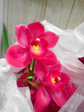 将图片加载到图库查看器，CNY/LNY2025 Pot Plant  Cymbidium  60cm-80cm  5F 6600yen/pcs
