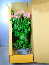 Load image into Gallery viewer, Rosa Spray &#39; Cheergril&#39;  50-60cm 220yen/pcs 80pcs
