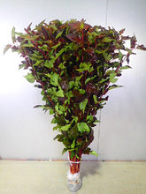 이미지를 갤러리 뷰어에 로드 , Physocarpus opulifolius 100cm 150yen/pcs 90pcs
