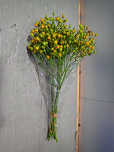 Load image into Gallery viewer, Rosa (Green-Yellow) 60cm 250yen/pcs 40pcs
