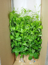 이미지를 갤러리 뷰어에 로드 , Stemona japonica 70- 80cm 190yen/pcs 60pcs
