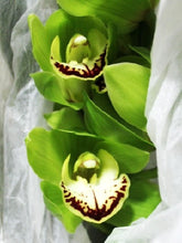 이미지를 갤러리 뷰어에 로드 , CNY/LNY2025 Pot Plant  Cymbidium  60cm-80cm  5F 6600yen/pcs
