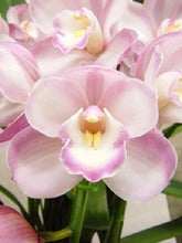 將圖片載入圖庫檢視器 CNY/LNY2025 Pot Plant  Cymbidium  60cm-80cm  5F 6600yen/pcs
