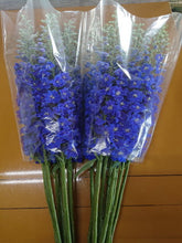 이미지를 갤러리 뷰어에 로드 , Delphinium grandiflorum Blue  100cm 375yen/pcs 30pcs
