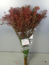 將圖片載入圖庫檢視器 Spiraea thunbergii Dyed Autumn color 100cm 115yen/pcs 100pcs
