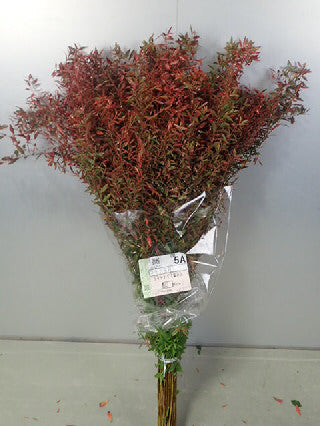 Spiraea thunbergii Dyed Autumn color 100cm 115yen/pcs 100pcs